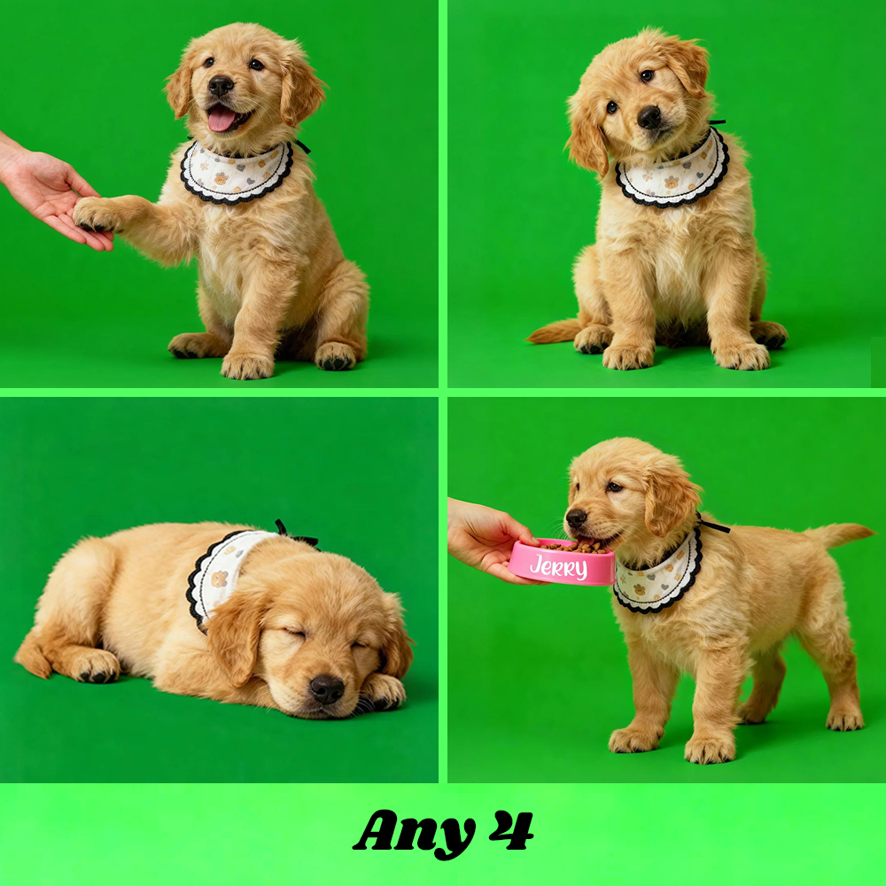 Holographic Digital Sensory Video of Pet (Digital File via Email · 10s/Scene)