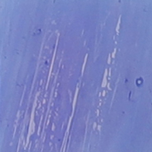 CA19