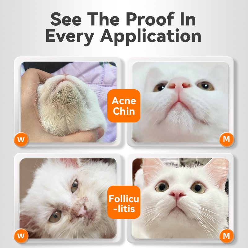  Cat's Black Chin Cleanser, Cleaning Greasy/Oily Chin and Removing Feline Acne