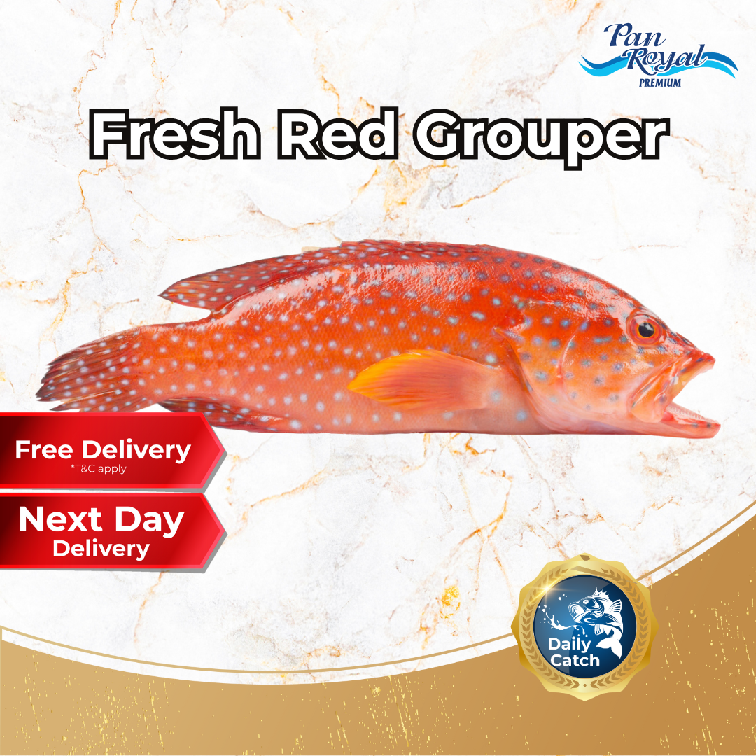 [PAN ROYAL] Fresh Sea Caught Red Grouper Whole (1 - 3kg +/-)-Pan Ocean Singapore - Sea Through Us.