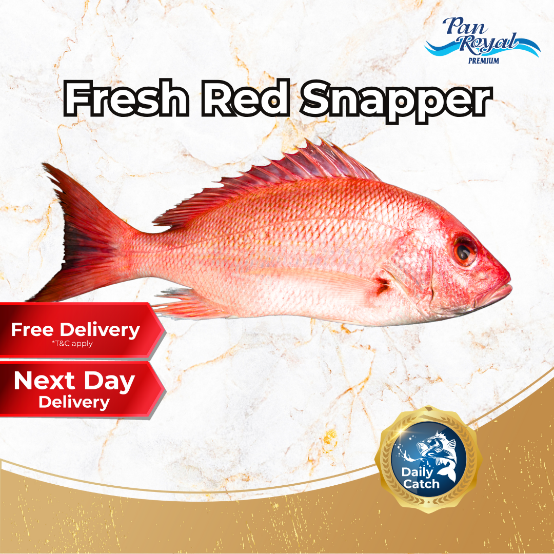 [PAN ROYAL] Fresh Sea Caught Red Snapper Whole (1 - 2kg +/-)-Pan Ocean Singapore - Sea Through Us.