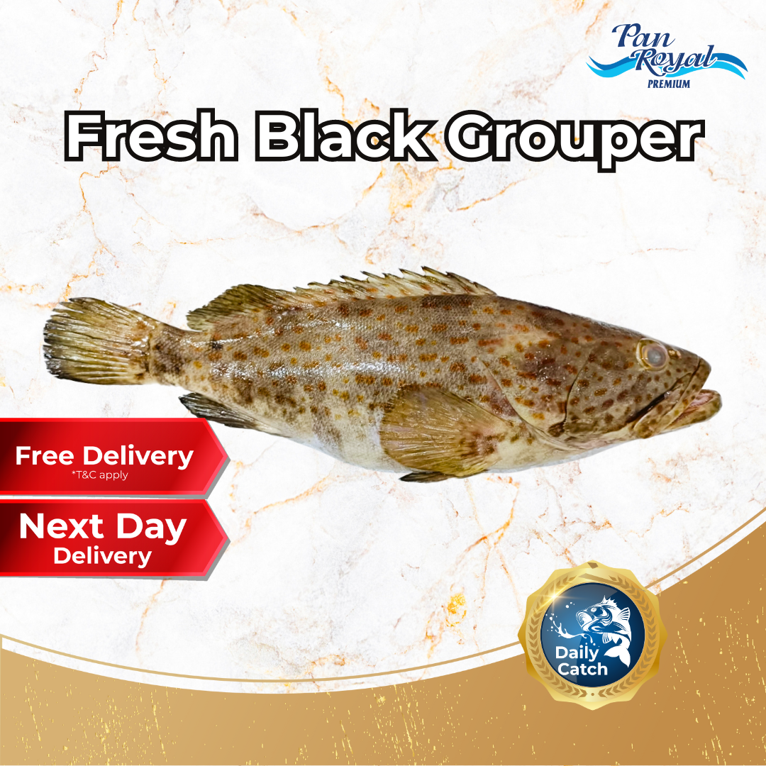 [PAN ROYAL] Fresh Sea Caught Black Grouper Whole (1 - 3kg +/-)-Pan Ocean Singapore - Sea Through Us.