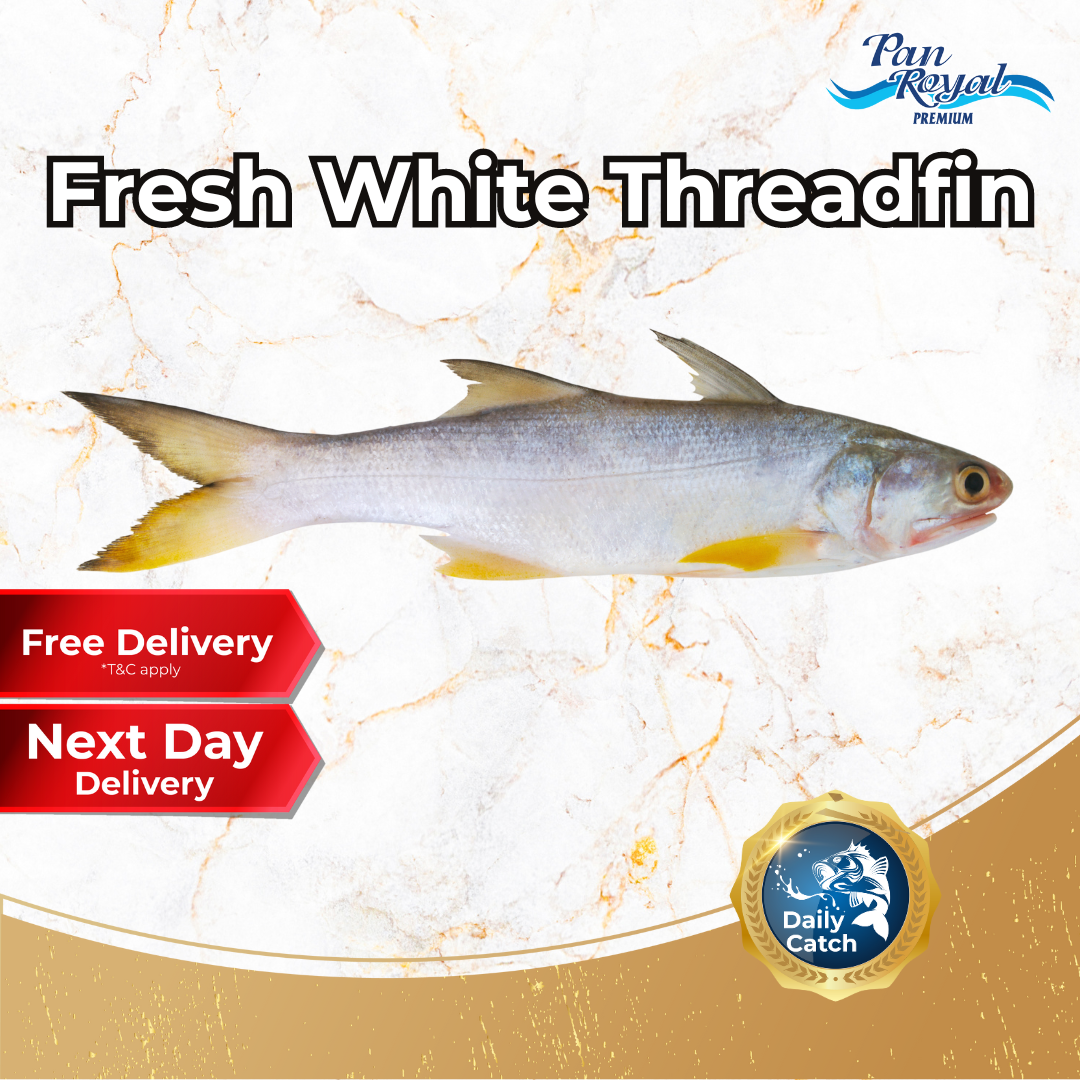 [PAN ROYAL] Fresh White Threadfin - Cleaned and Gutted (500g +/-)-Pan Ocean Singapore - Sea Through Us.