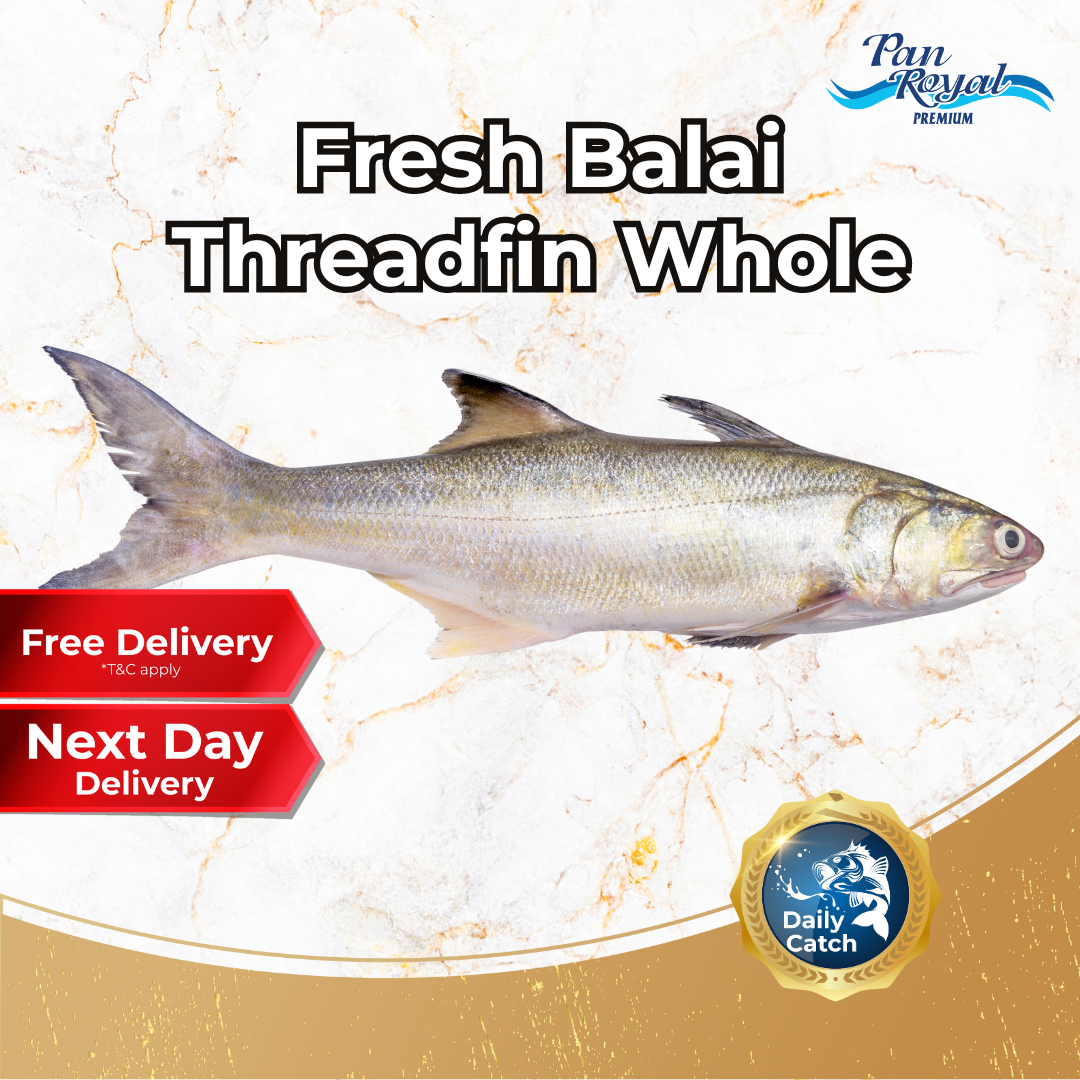 [PAN ROYAL] Fresh Sea Balai Threadfin Whole (1.5 - 3.5kg +/-)-Pan Ocean Singapore - Sea Through Us.