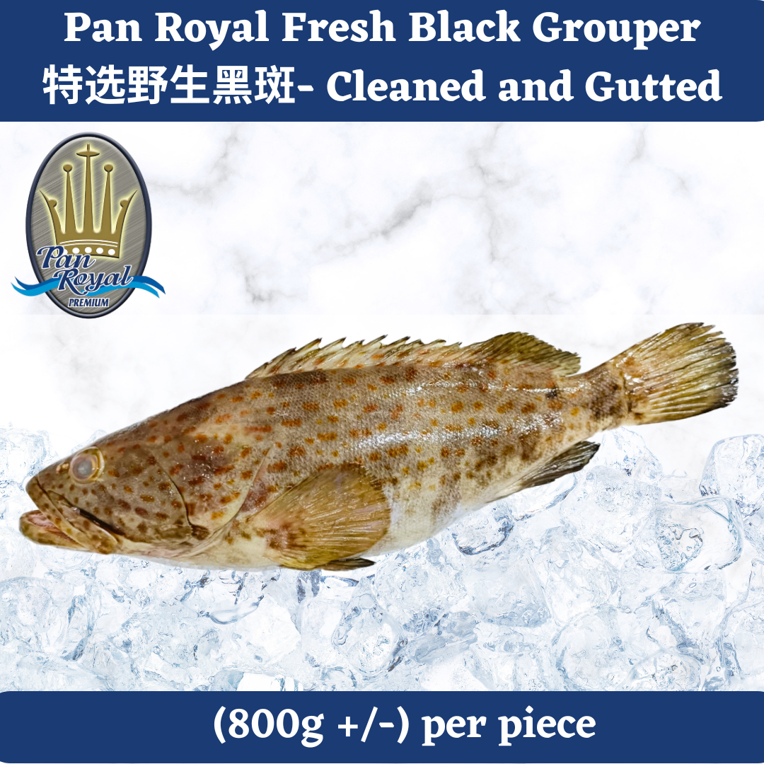 [PAN ROYAL] Fresh Black Grouper (800g +/-) 特选野生黑斑