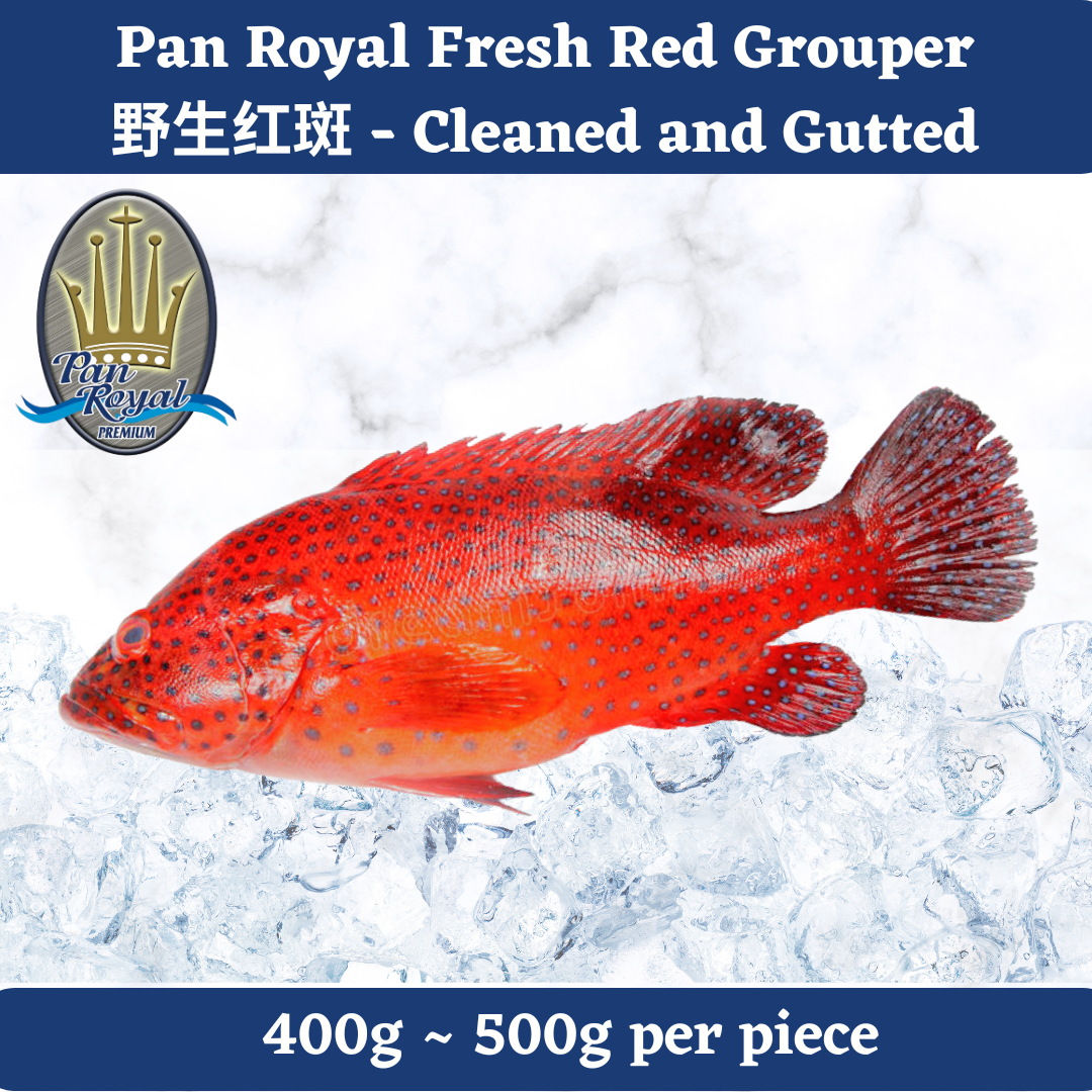 [PAN ROYAL] Fresh Red Grouper (400 - 500g)