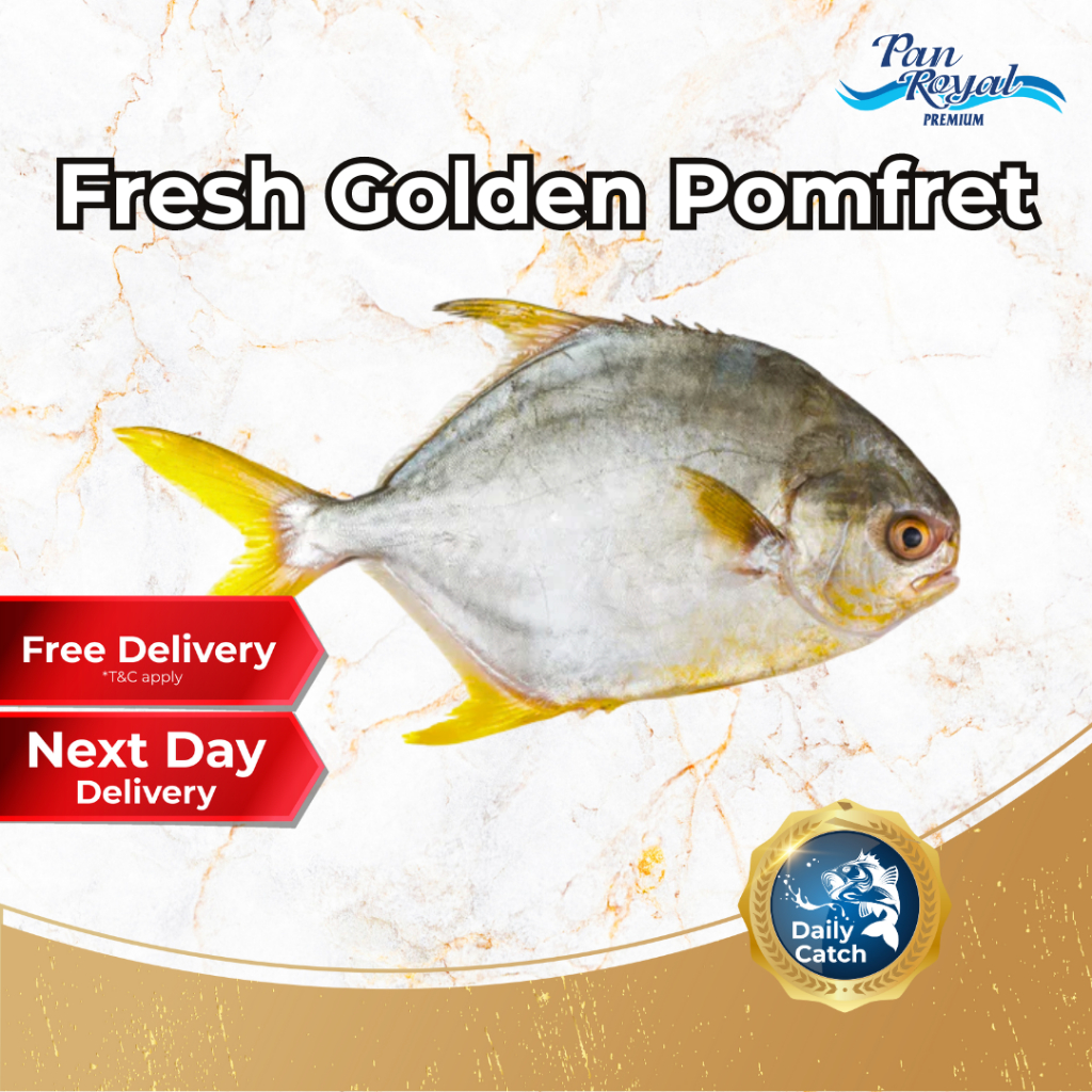 [PAN ROYAL] Fresh Golden Pomfret (400 - 500g +/-)-Pan Ocean Singapore - Sea Through Us.