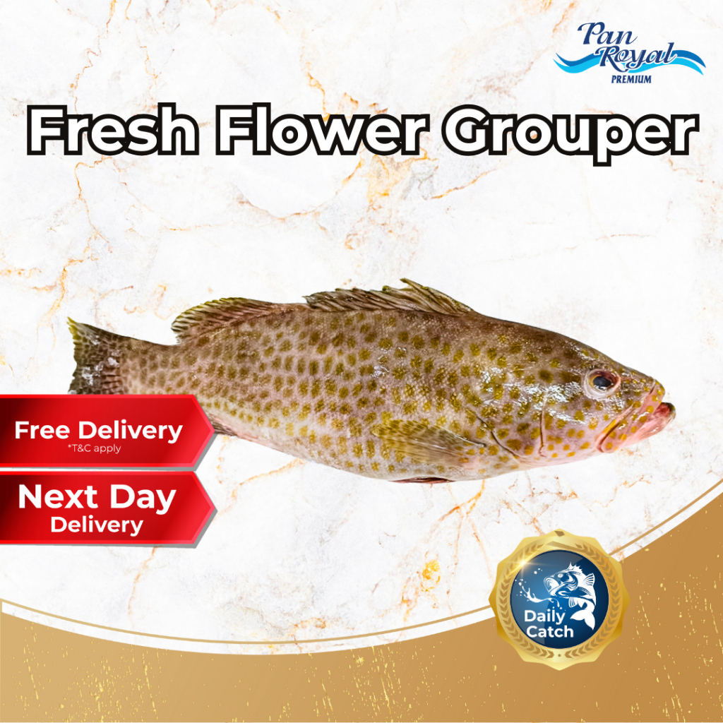 [PAN ROYAL] Fresh Flower Grouper (400 - 500g +/-)-Pan Ocean Singapore - Sea Through Us.
