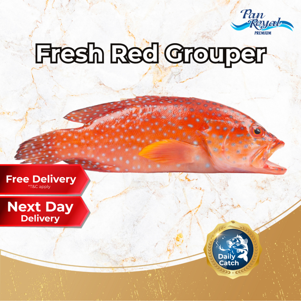 [PAN ROYAL] Fresh Red Grouper (400 - 500g +/-)-Pan Ocean Singapore - Sea Through Us.
