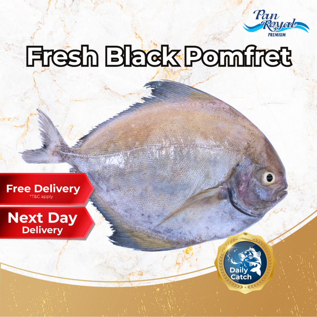 [PAN ROYAL] Fresh Black Pomfret (400 - 500g +/-)-Pan Ocean Singapore - Sea Through Us.