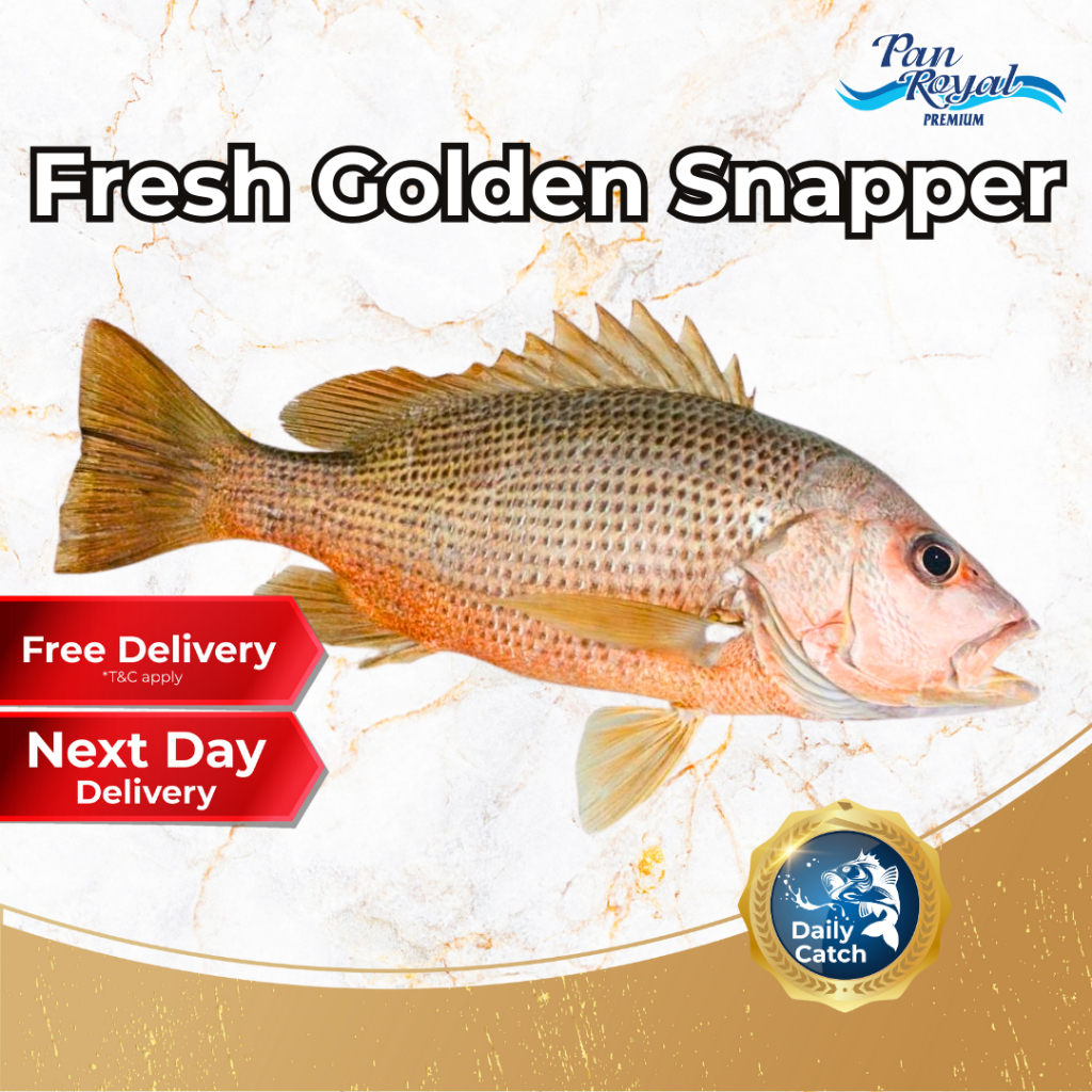 [PAN ROYAL] Fresh Golden Snapper (600 - 700g +/-)-Pan Ocean Singapore - Sea Through Us.