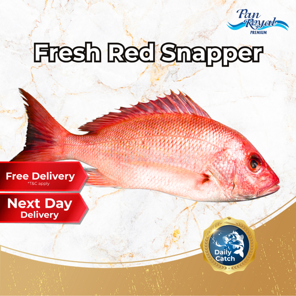 [PAN ROYAL] Fresh Red Snapper (600 - 700g +/-)-Pan Ocean Singapore - Sea Through Us.