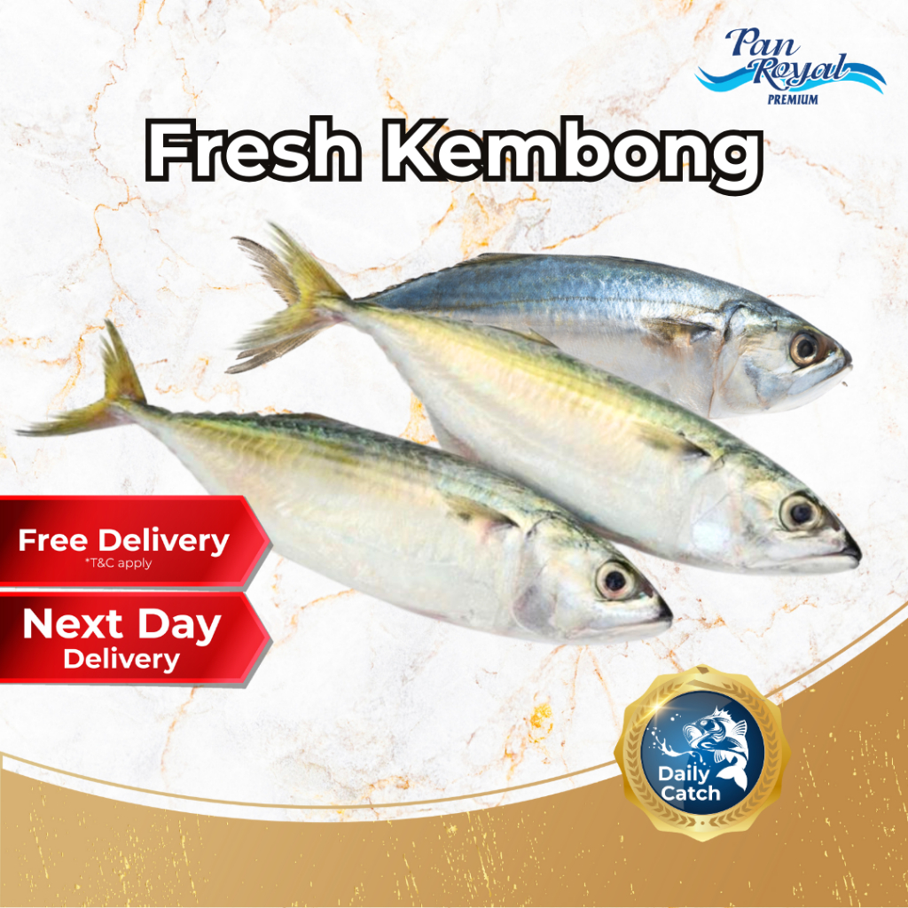 [PAN ROYAL] Fresh Kembong (450 - 550g +/-) 3 pcs-Pan Ocean Singapore - Sea Through Us.