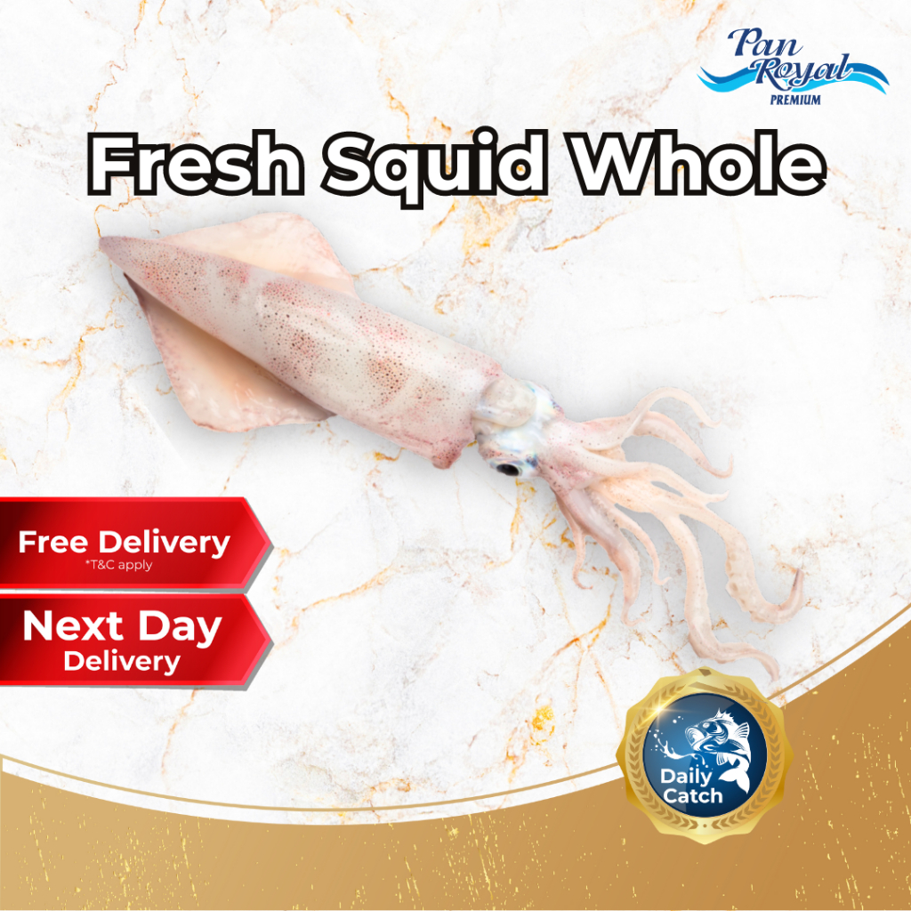 [PAN ROYAL] Fresh Squid Whole (500g +/-)-Pan Ocean Singapore - Sea Through Us.