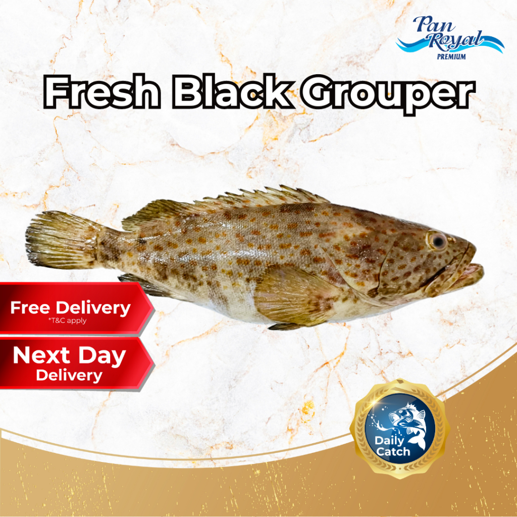[PAN ROYAL] Fresh Black Grouper (800g +/-)-Pan Ocean Singapore - Sea Through Us.