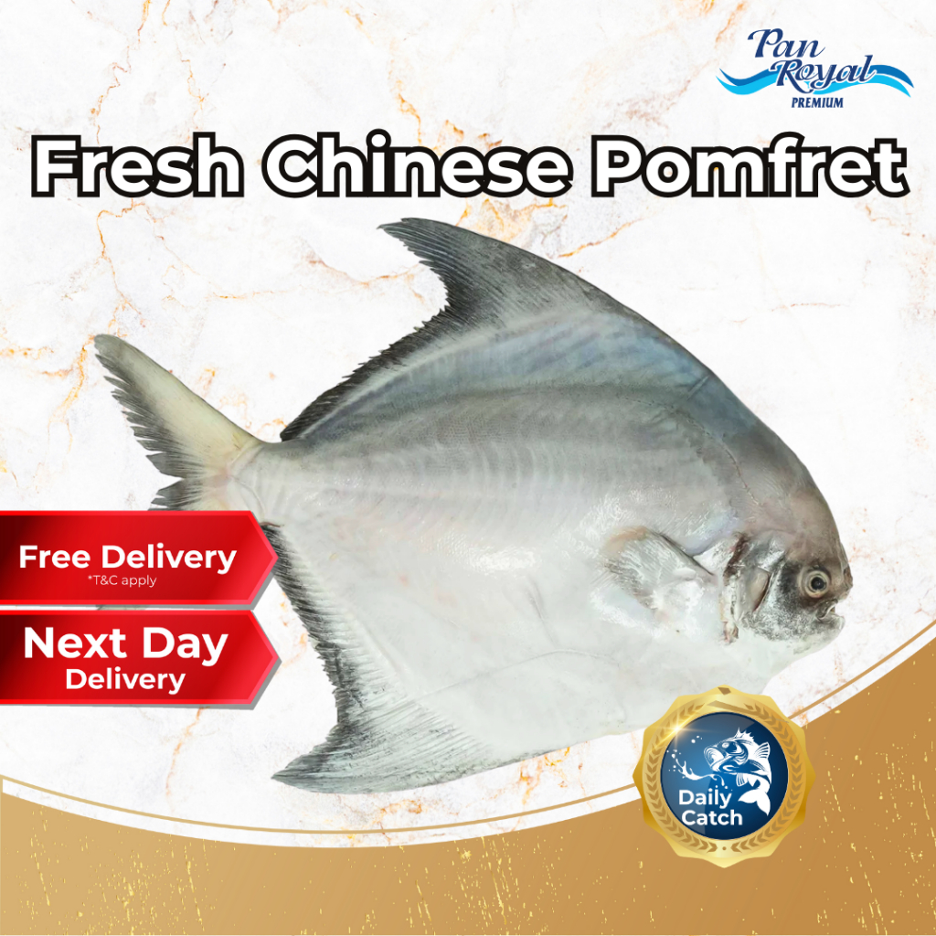 [PAN ROYAL] Fresh Chinese Pomfret (500g +/-)-Pan Ocean Singapore - Sea Through Us.