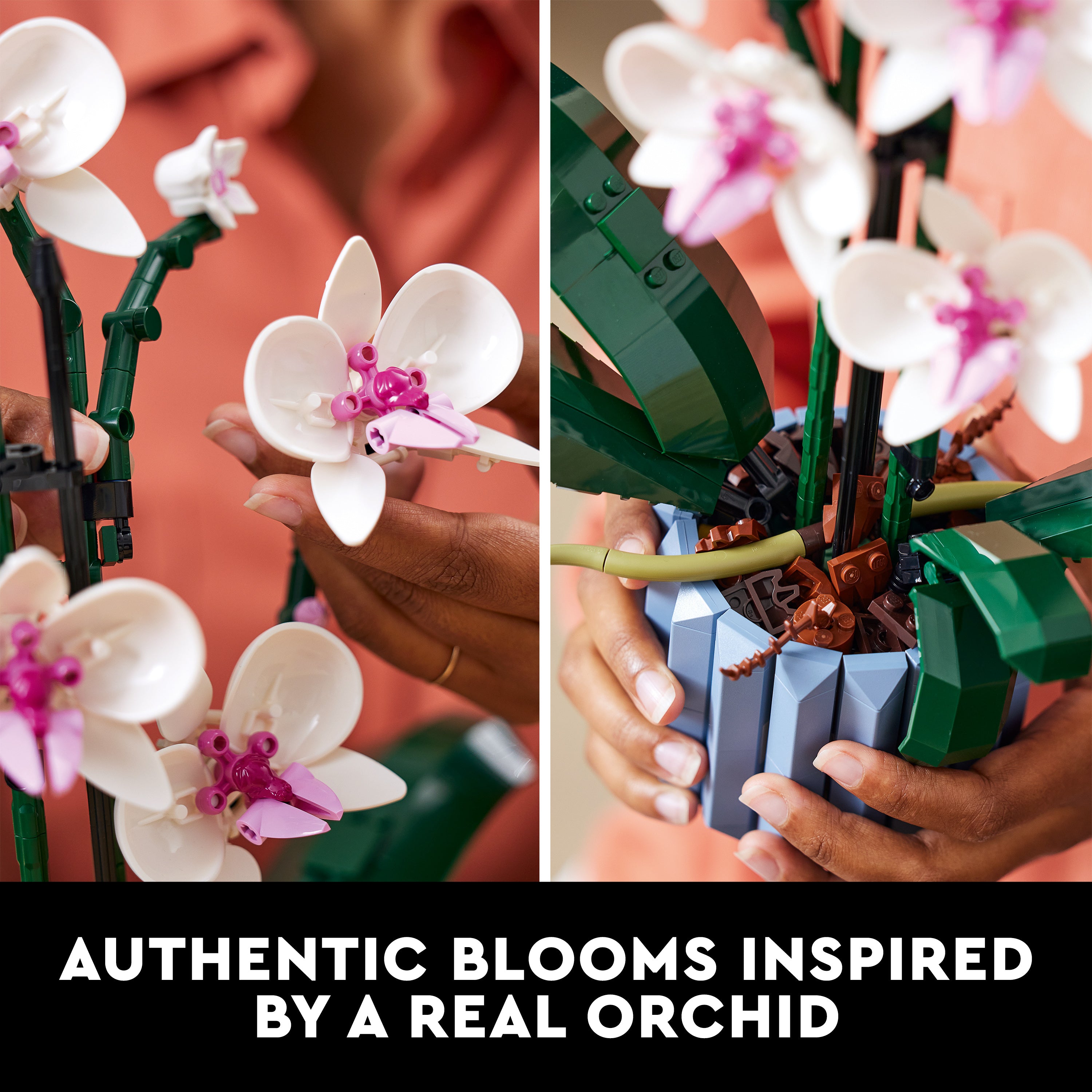 10311 Orchid