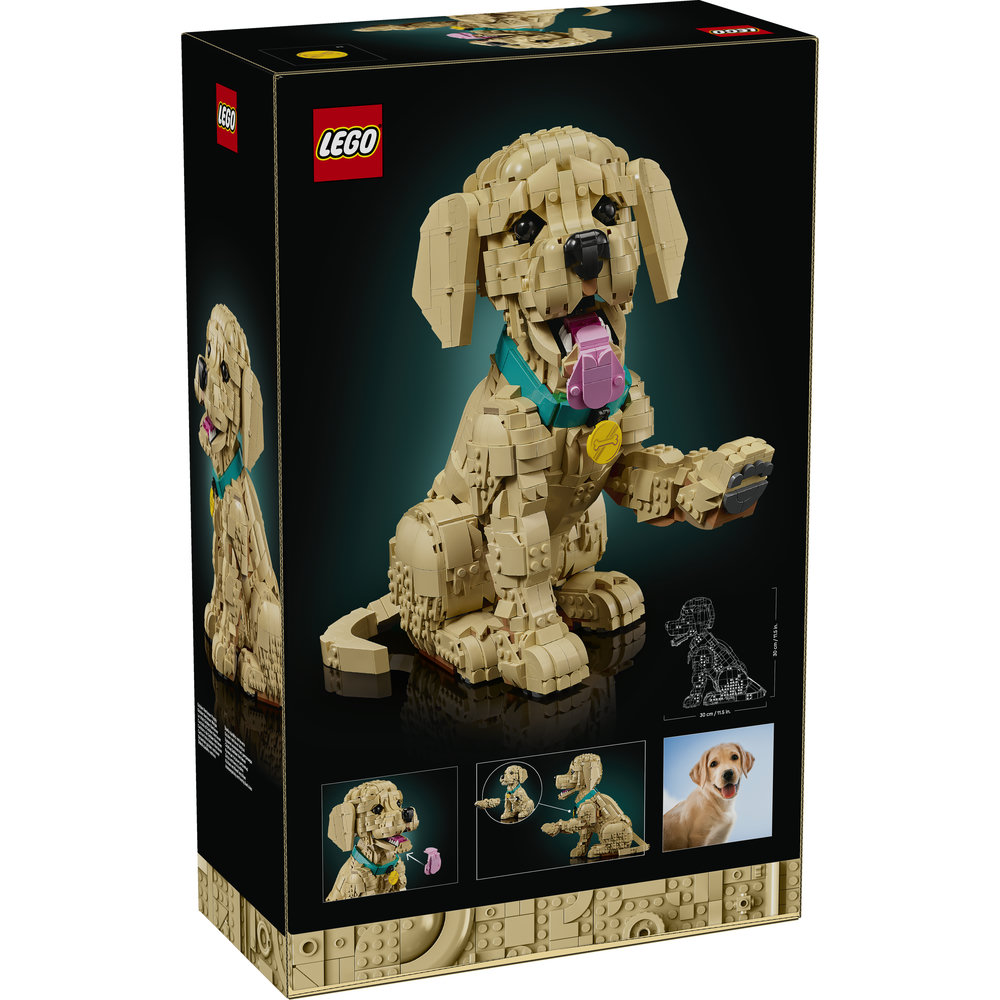 11384 Golden Retriever Puppy