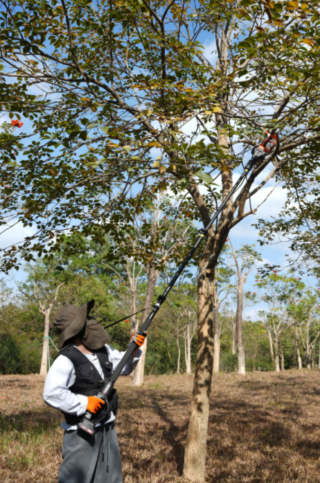 【先行予約・納期は4月初旬～中旬】【2026年新型マキタ互換】Kebtek 電動剪定バサミ 40mm 品番B06640