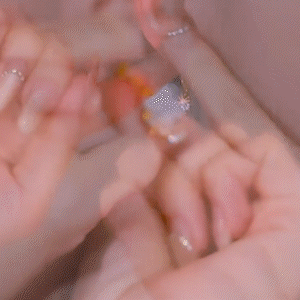 輕奢鑲鑽鋯石水晶耳環