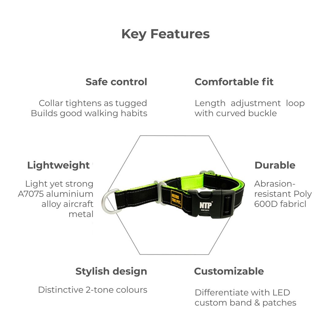 Buckle Martingale Collar