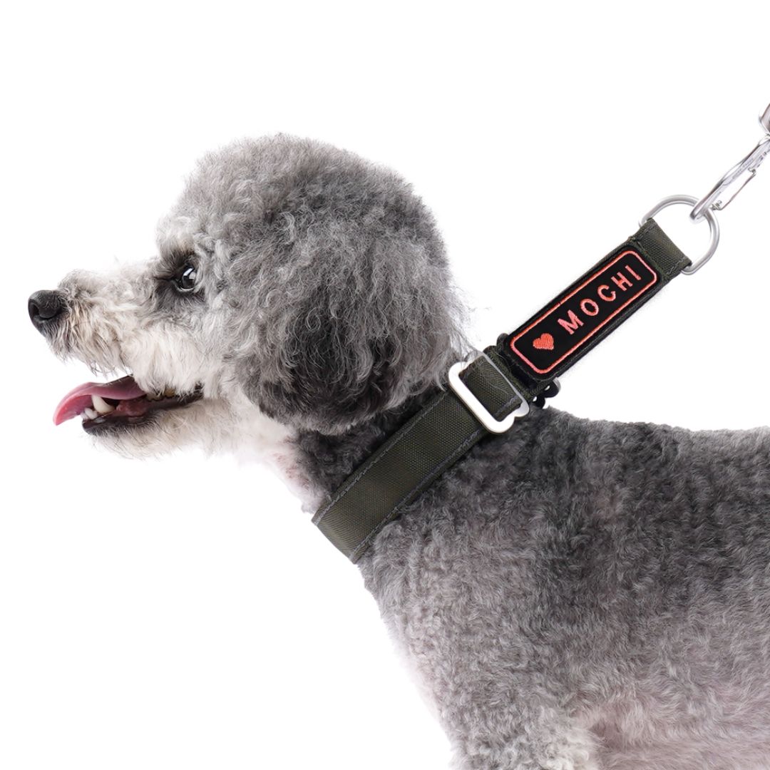 Buckle Martingale Collar