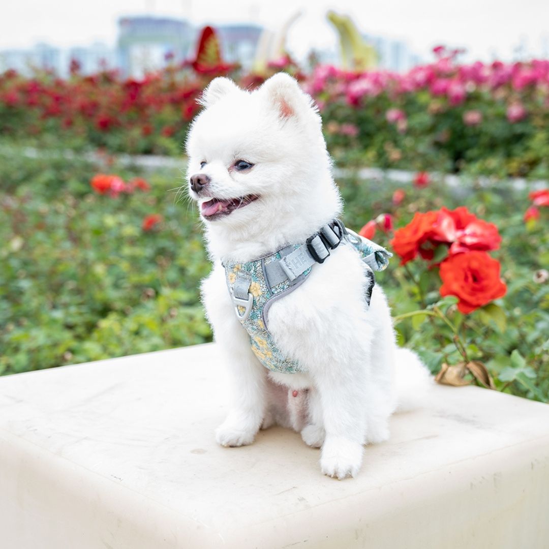 INTERLAKEN No-Pull Air Mesh Harness