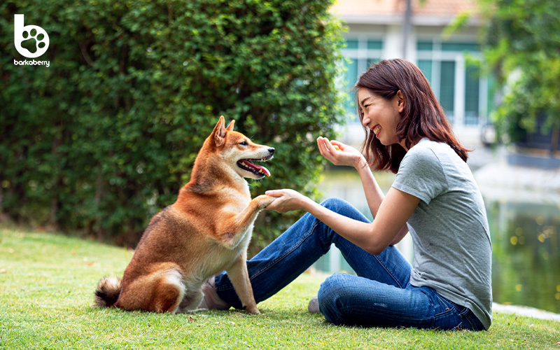 An image of an individual playing with a dog