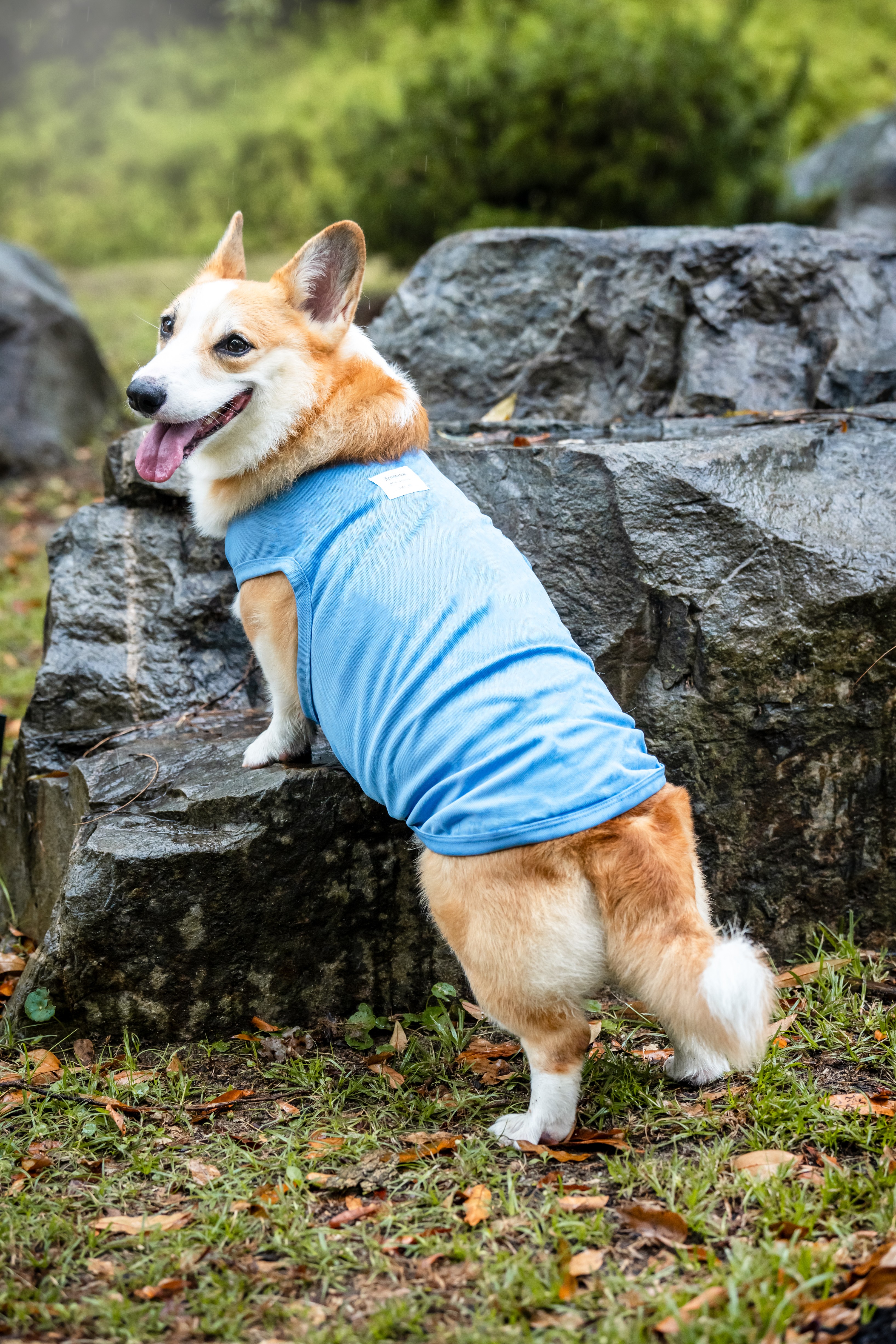 summer shirts for dogs