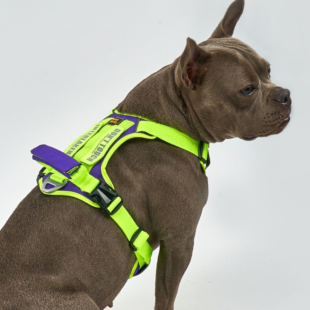 INTERLAKEN No-Pull Slim Harness