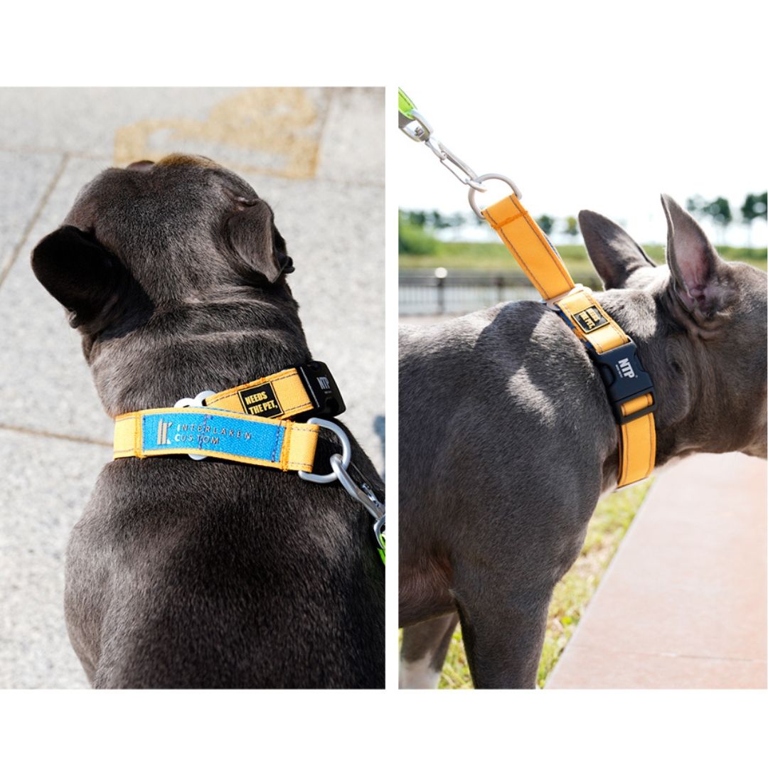 Buckle Martingale Collar