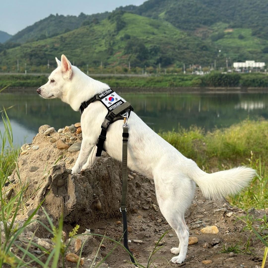INTERLAKEN No-Pull Slim Harness