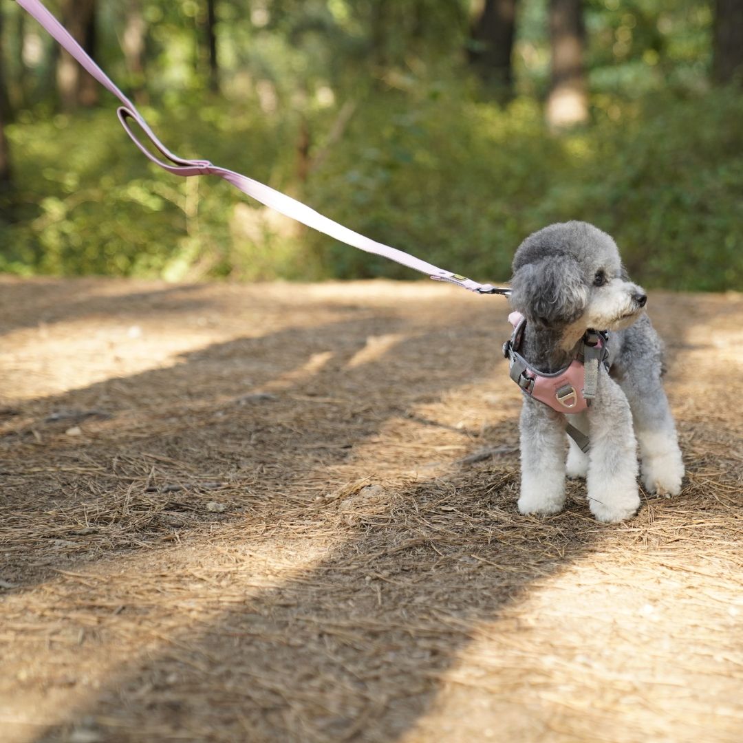 INTERLAKEN Cooling Grip Leash 2.0m