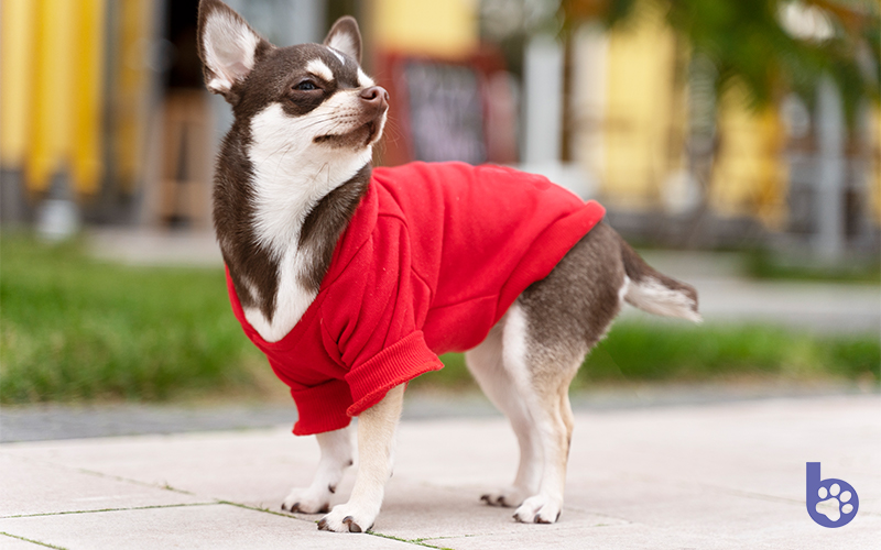 Dog Wearing Red Sweater