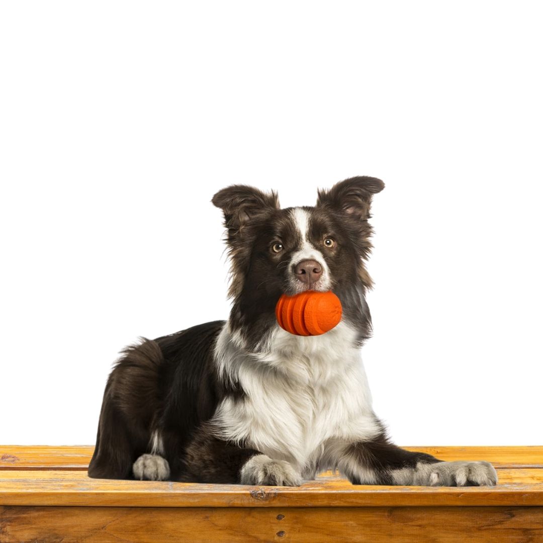 Orange Chew Toy | Treats Dispenser