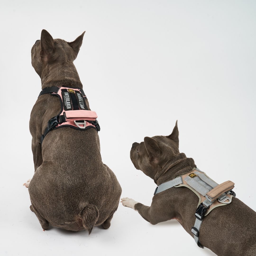 INTERLAKEN No-Pull Slim Harness