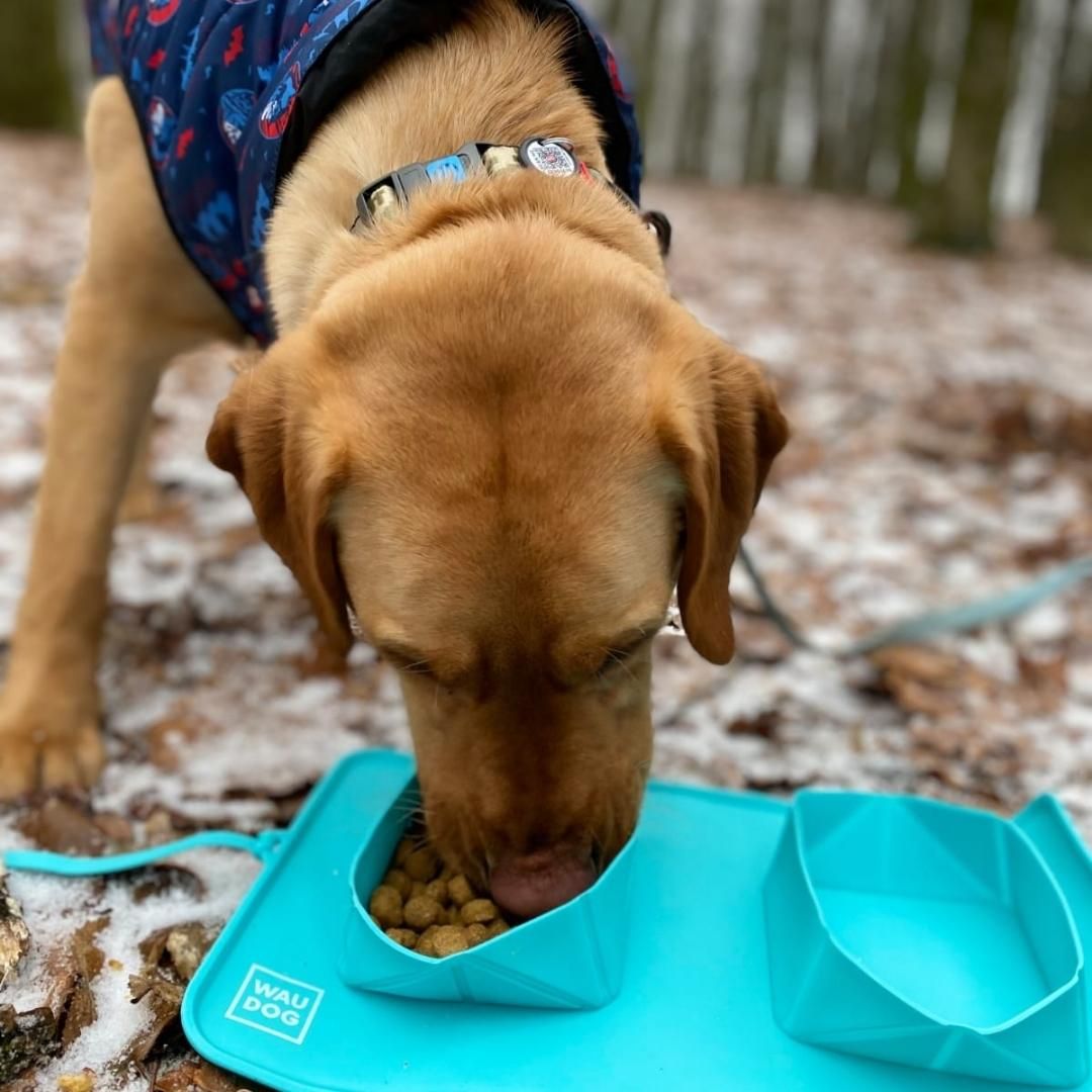 Roll up best sale dog bowl