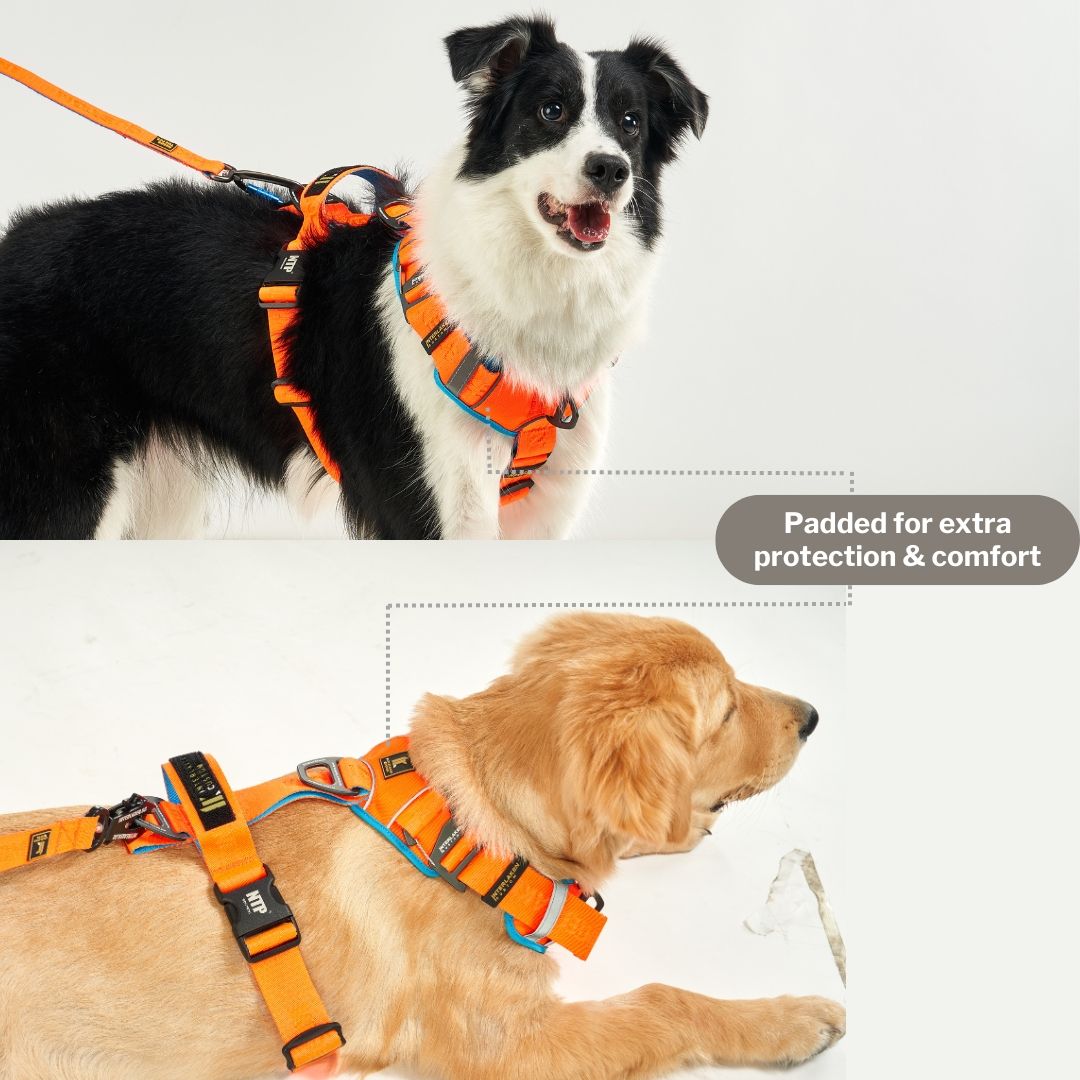 INTERLAKEN No-Pull Padded H-Harness