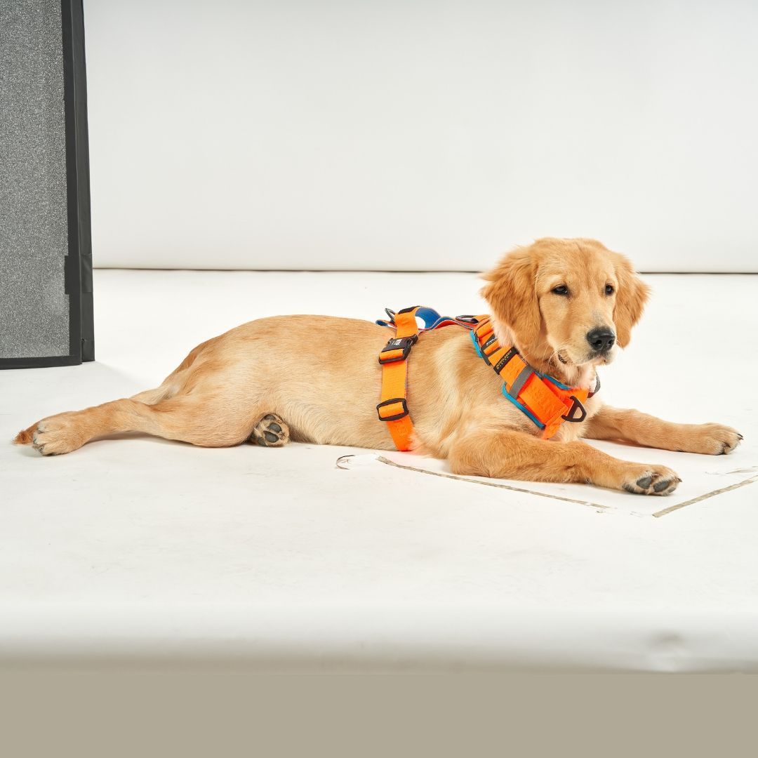 INTERLAKEN No-Pull Padded H-Harness