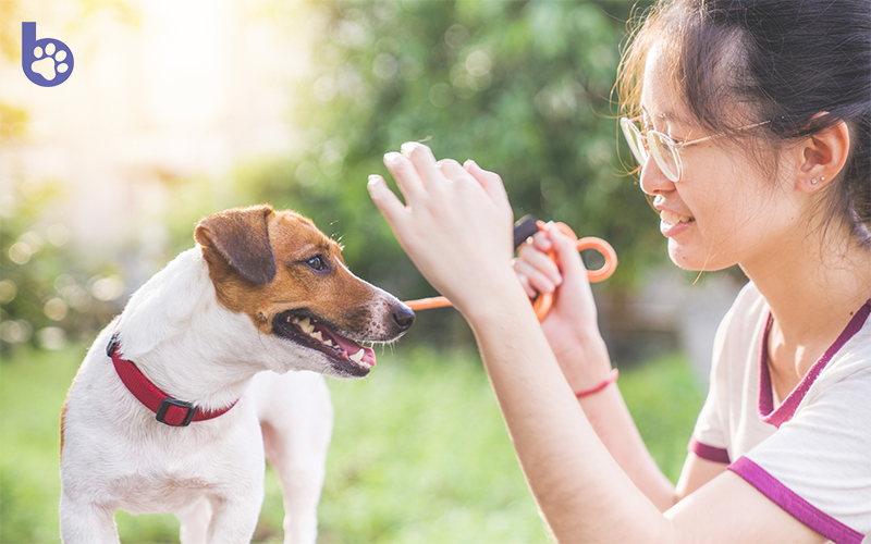 How to Choose the Right Collar for Your Dog