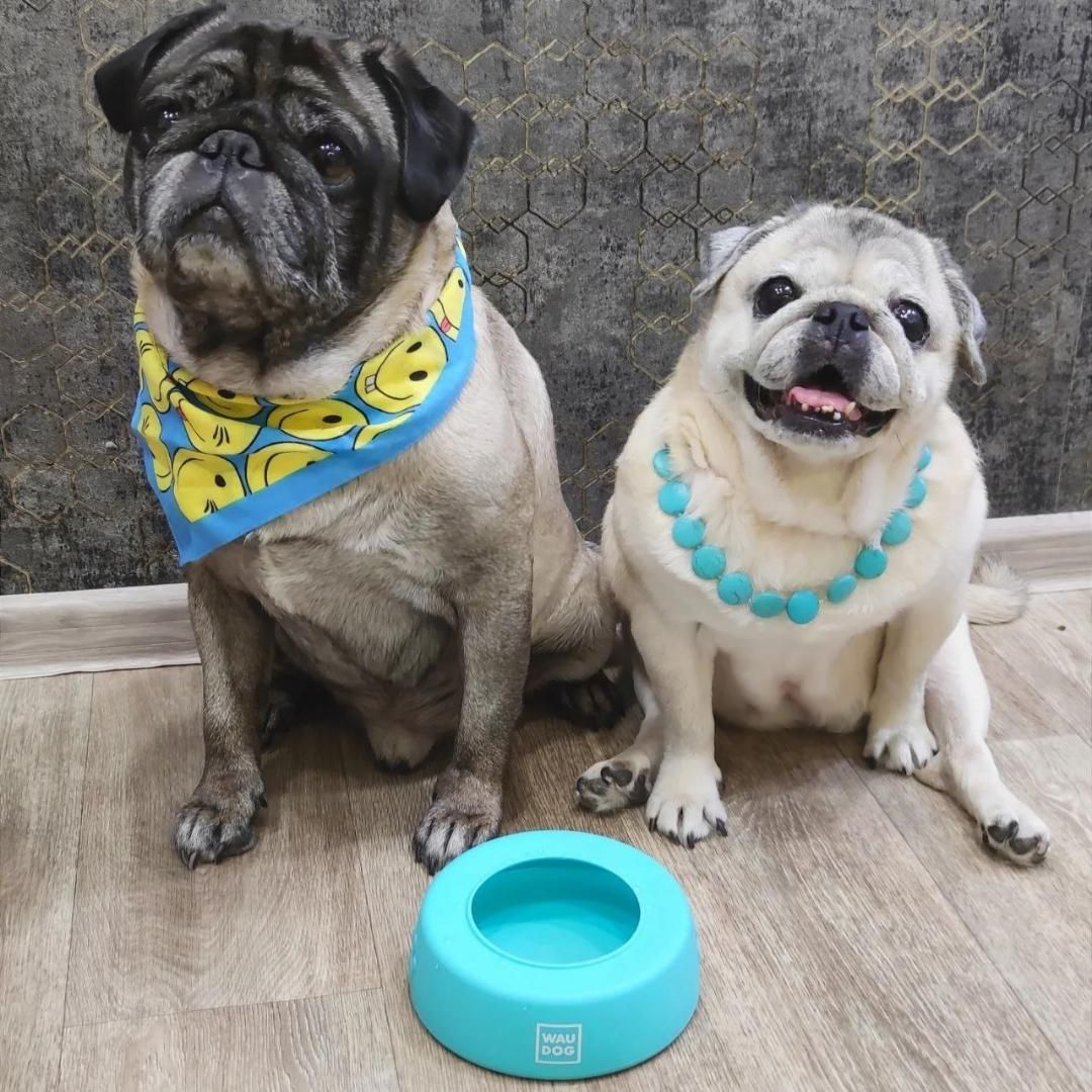 Slicone No Splash Bowl