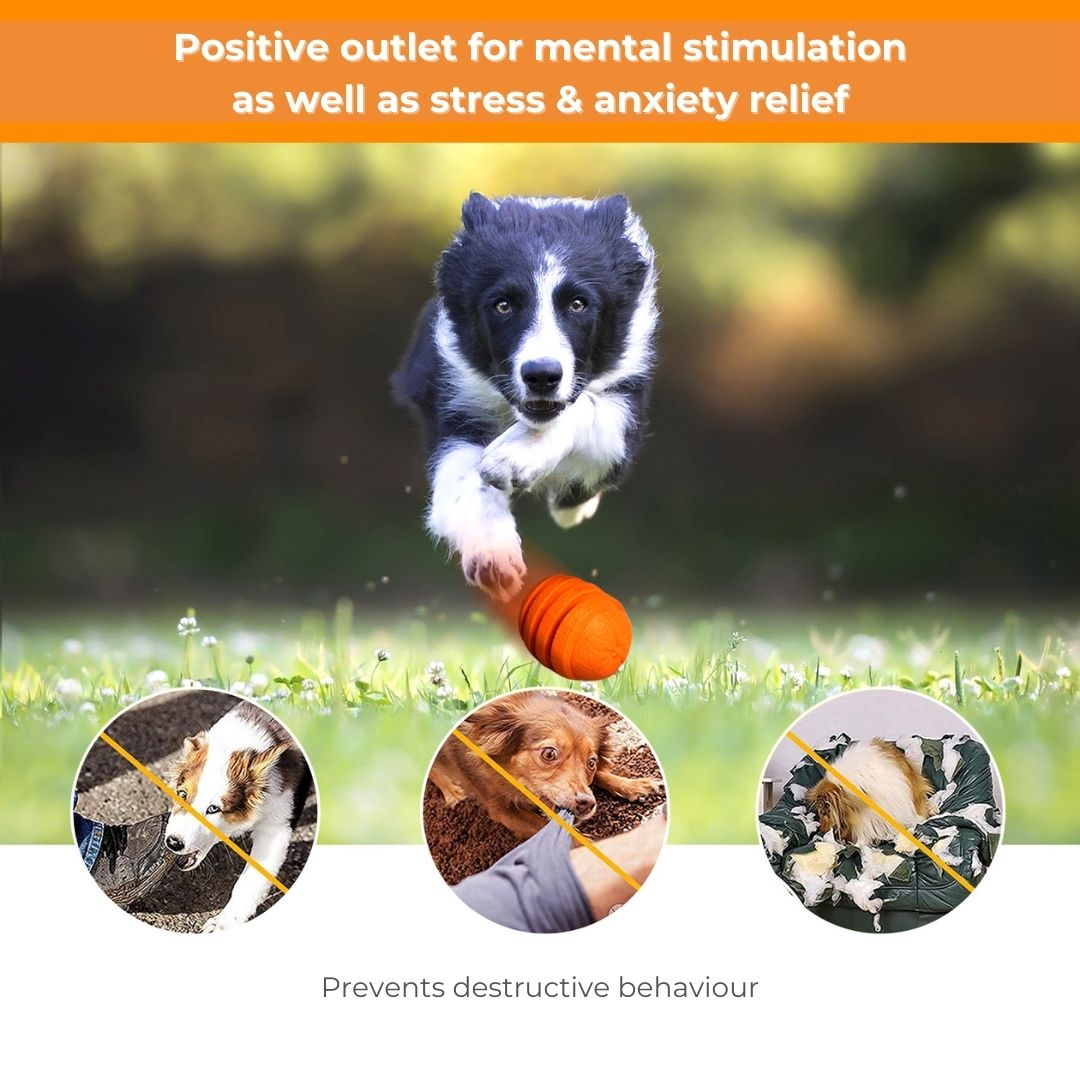 Orange Chew Toy | Treats Dispenser