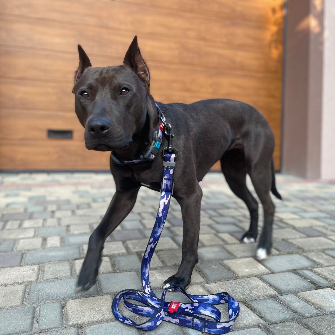 WAUDOG Nylon Leash