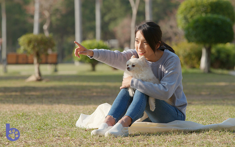 Woman Playing With Dog Together In Park Outdoors