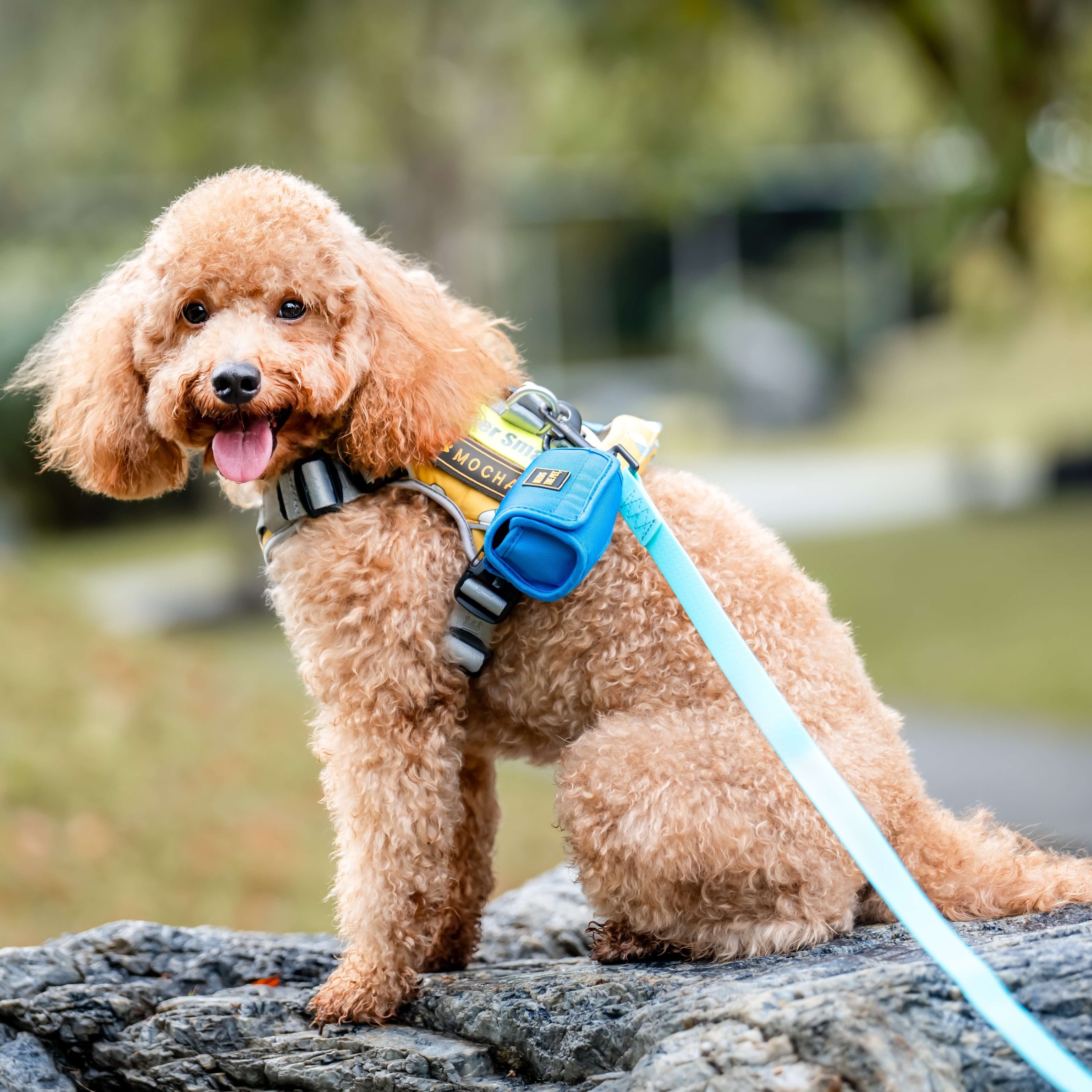 Dog Collars and Leashes