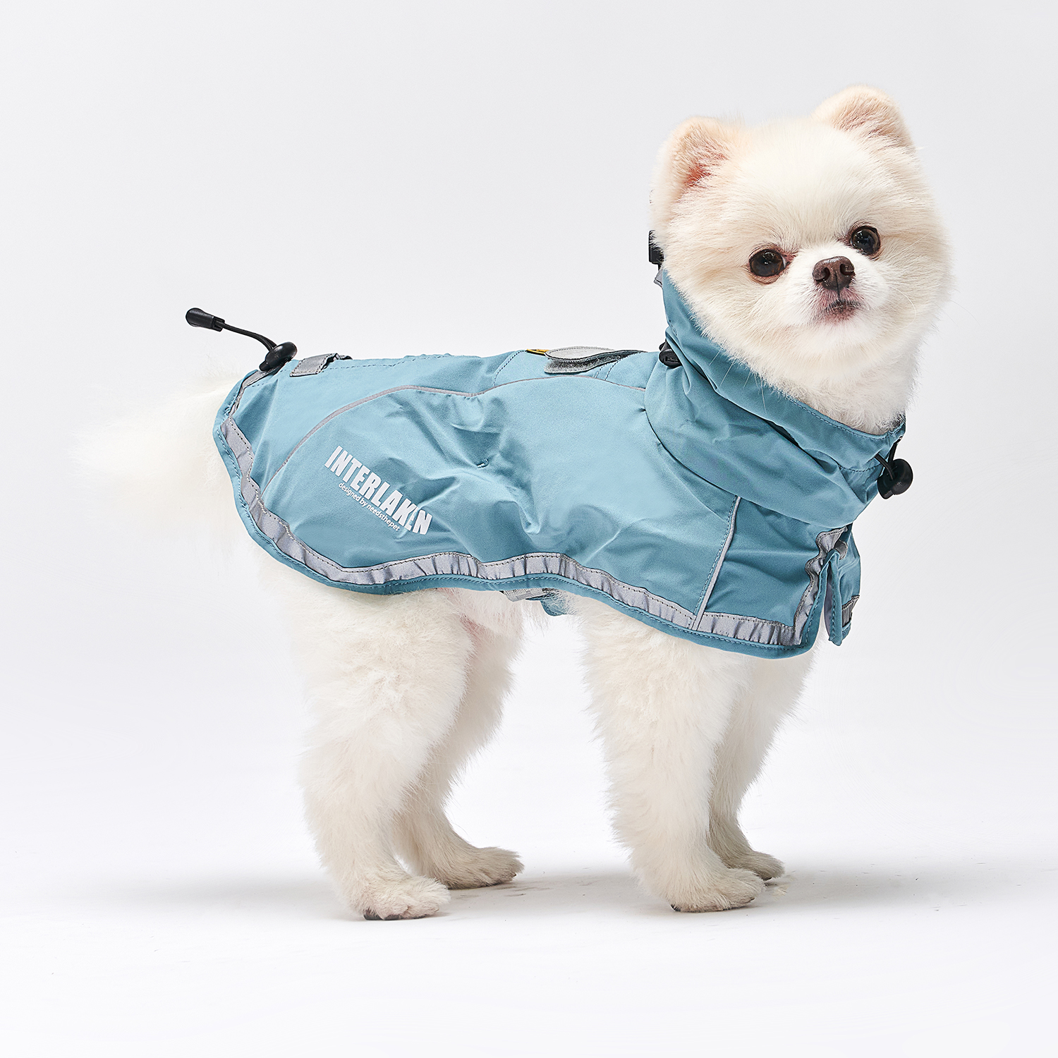 dog wearing a raincoat