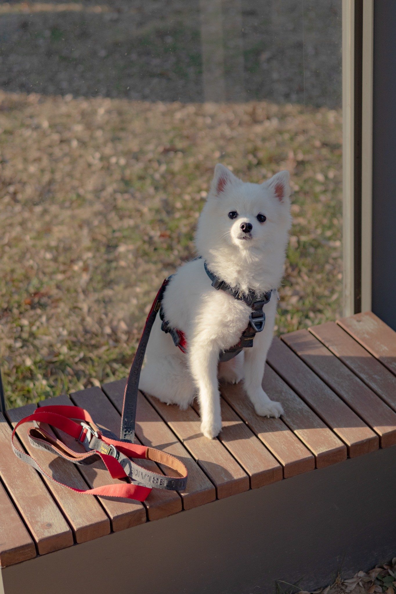 dog with leash