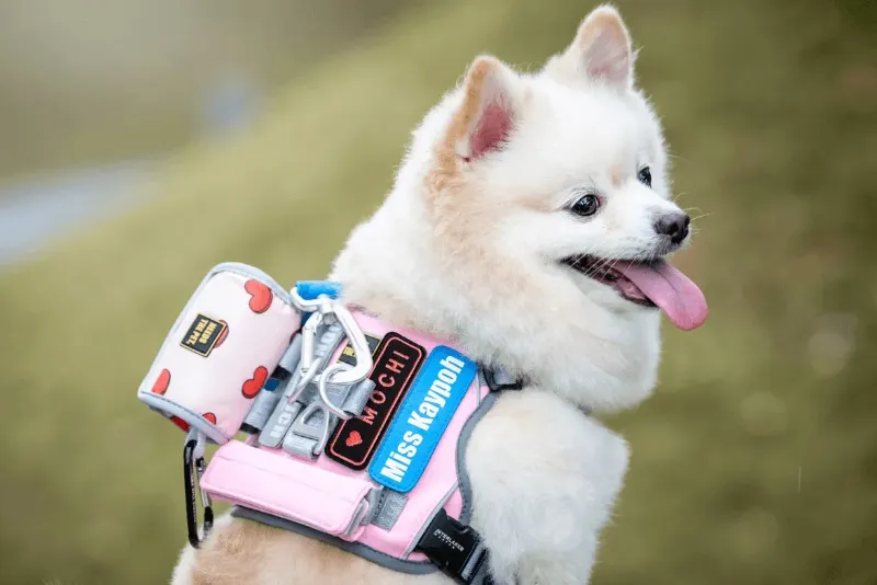 how to make personalized dog collars