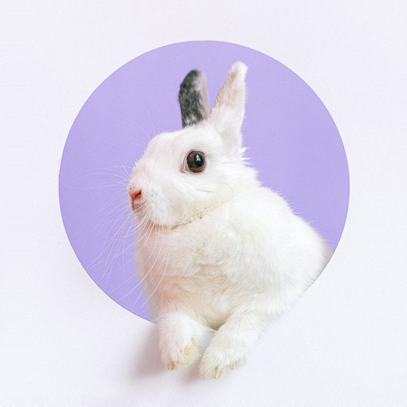 Earth & Animal Friendly