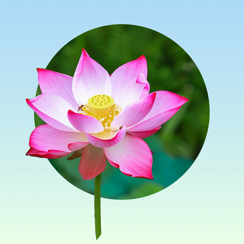 All Natural Ingredients